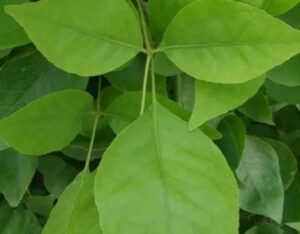 benefits of bael patra leaves
